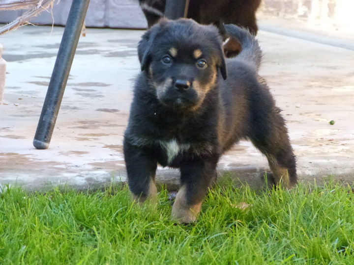 chinook dog